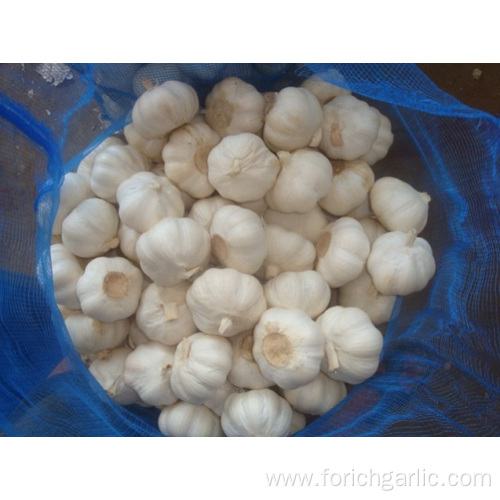 Cold Storage Pure White Garlic